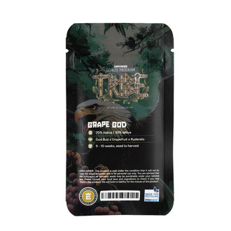 Grape God Autoflower (Zamnesia Seeds) Feminiserede