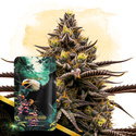 Grape God Autoflower (Zamnesia Seeds) Feminiserede