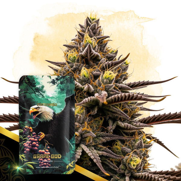 Grape God Autoflower (Zamnesia Seeds) Feminiserede