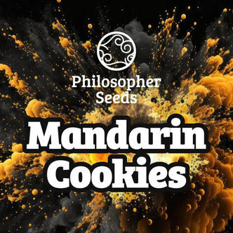 Mandarin Cookies (Philosopher Seeds) feminiserede cannabisfr&oslash;