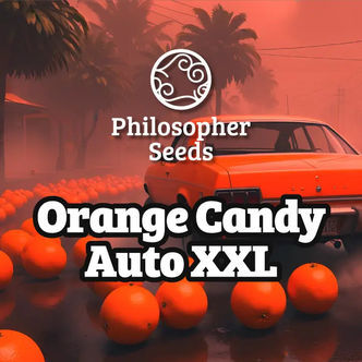 Orange Candy Auto XXL (Philosopher Seeds) feminiserede