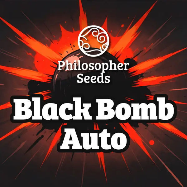 Black Bomb Auto (Philosopher Seeds) Feminiserede