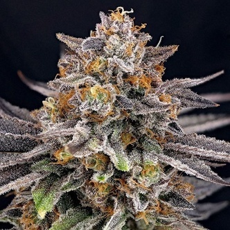 CandyGaz (Ripper Seeds) feminiserede cannabisfr&oslash;