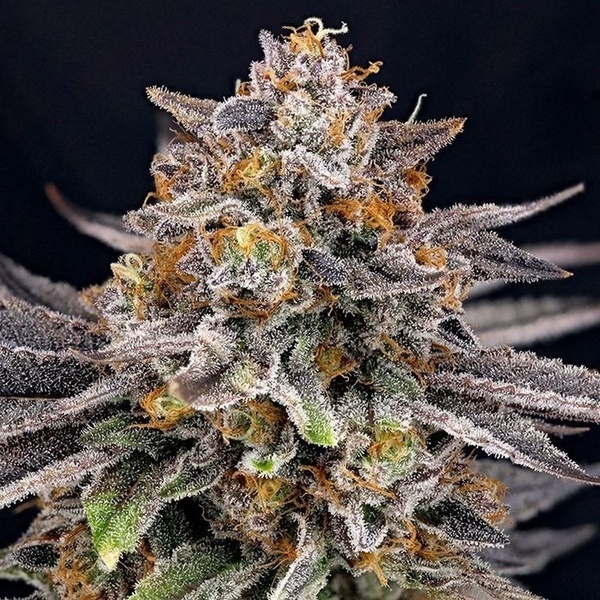 CandyGaz (Ripper Seeds) Feminiserede