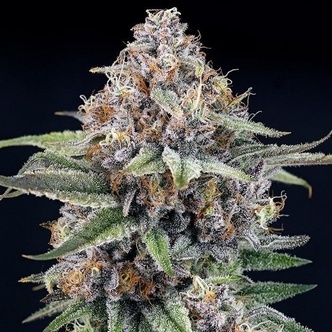 EyeBallz (Ripper Seeds) feminiserede