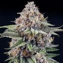 EyeBallz (Ripper Seeds) Feminiserede
