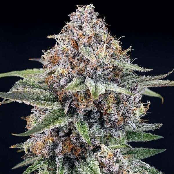 EyeBallz (Ripper Seeds) Feminiserede