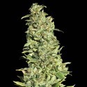 High Level (Eva Seeds) Feminiserede