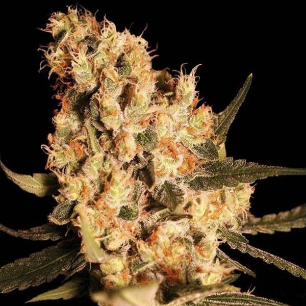 Jamaican Dream (Eva Seeds) Feminiserede