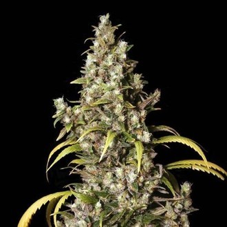 Monster (Eva Seeds) Feminiserede