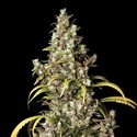 Monster (Eva Seeds) Feminiserede