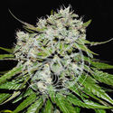 Neville’s Rose Auto (Delicious Seeds) Feminiserede