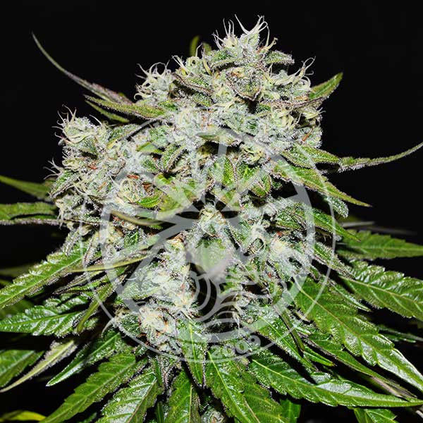 Neville’s Rose Auto (Delicious Seeds) Feminiserede
