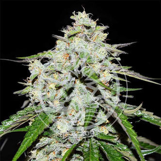 Space Cookies Auto (Delicious Seeds) feminiserede