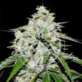 Space Cookies Auto (Delicious Seeds) Feminiserede