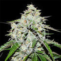 Space Cookies Auto (Delicious Seeds) Feminiserede