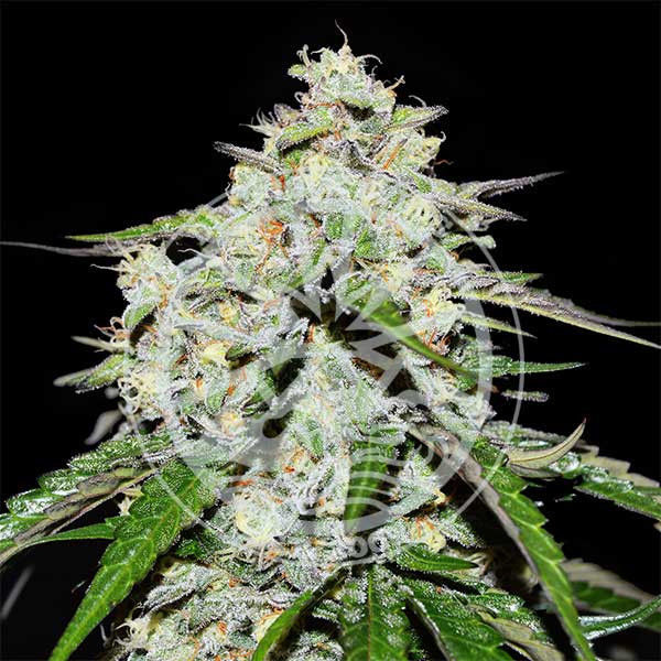 Space Cookies Auto (Delicious Seeds) Feminiserede