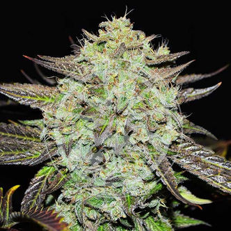 Purple Mango Kush (Delicious Seeds) feminiserede cannabisfr&oslash;