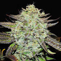 Purple Mango Kush (Delicious Seeds) Feminiserede