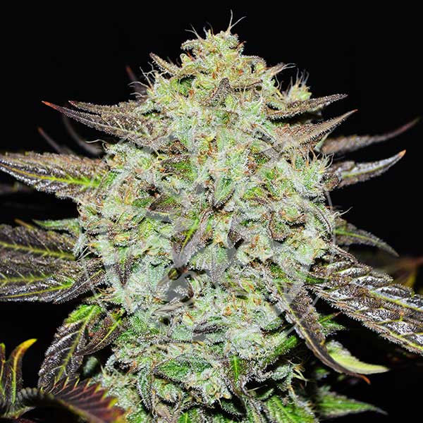 Purple Mango Kush (Delicious Seeds) Feminiserede