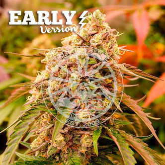 Sunday Punch Early Version (Delicious Seeds) feminiserede cannabisfr&oslash;