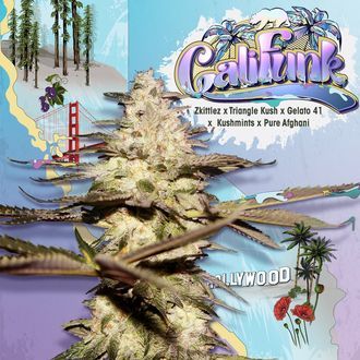 CaliFunk (T.H.Seeds) Feminiserede