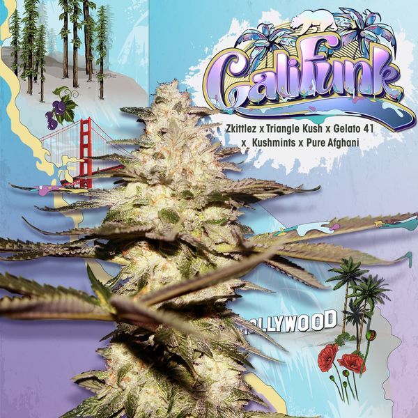 CaliFunk (T.H.Seeds) Feminiserede