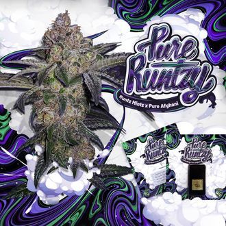 Pure Runtzy (T.H.Seeds) Feminiserede