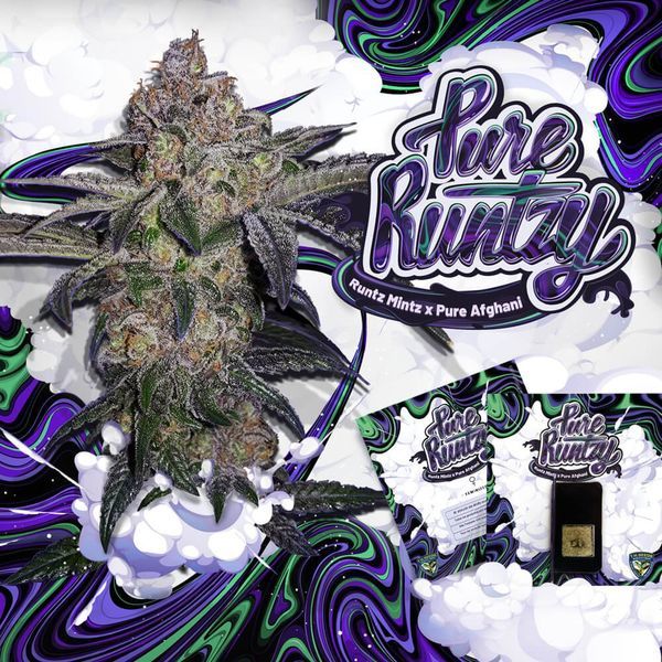 Pure Runtzy (T.H.Seeds) Feminiserede