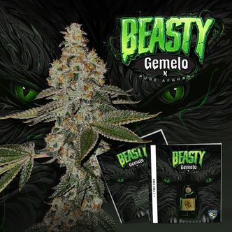 Beasty (T.H. Seeds) feminiserede cannabisfr&oslash;