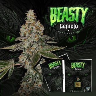 Beasty (T.H.Seeds&trade;) Feminiserede