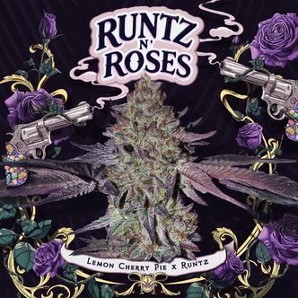 Runtz 'N Roses (T.H.Seeds) feminiserede cannabisfr&oslash;