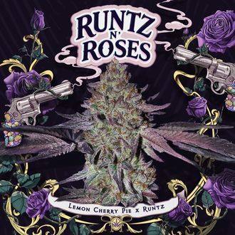 Runtz 'N Roses (T.H.Seeds) Feminiserede