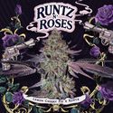 Runtz 'N Roses (T.H.Seeds) Feminiserede