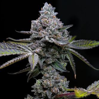 Apple Fritter (Barney's Farm) Feminiserede cannabisfr&oslash;