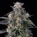 Super Boof (Barney's Farm) Feminiserede