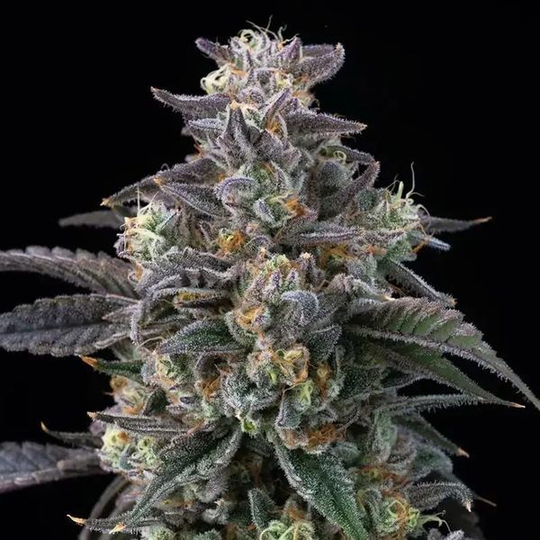 Super Boof (Barney's Farm) Feminiserede