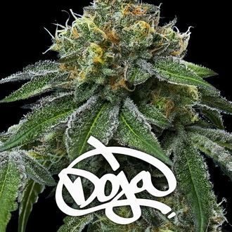 RS11 x Banana OG (Barney's Farm) Feminiserede