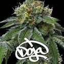 RS11 x Banana OG (Barney's Farm) Feminiserede