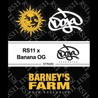 RS11 x Banana OG (Barney's Farm) Feminiserede