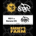 RS11 x Banana OG (Barney's Farm) Feminiserede