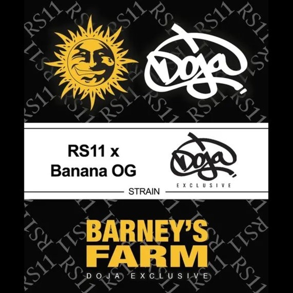 RS11 x Banana OG (Barney's Farm) Feminiserede