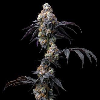 Rainbow Sherbet (Barney's Farm) Feminiserede