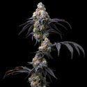 Rainbow Sherbet (Barney's Farm) Feminiserede