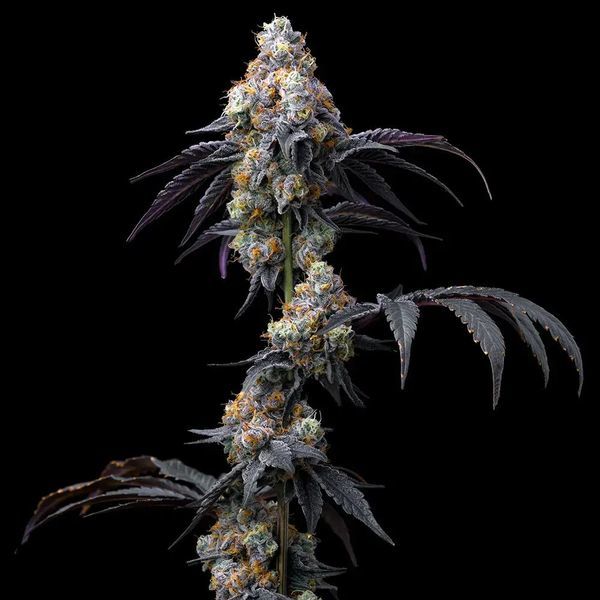Rainbow Sherbet (Barney's Farm) Feminiserede