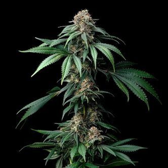Mendo Breath (Barney's Farm) Feminiserede
