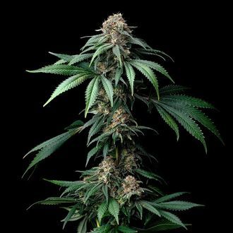 Mendo Breath (Barney's Farm) Feminiserede