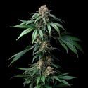 Mendo Breath (Barney's Farm) Feminiserede