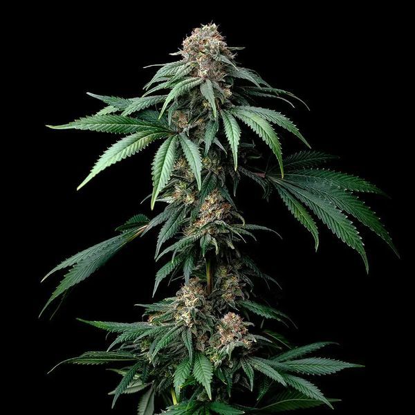 Mendo Breath (Barney's Farm) Feminiserede