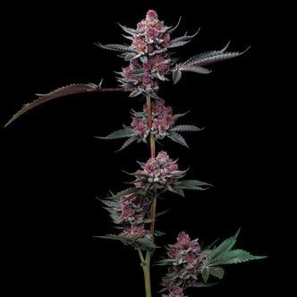 Cherry Poppers (Barney's Farm) Feminiserede cannabisfr&oslash;